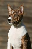 BASENJI 222